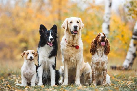 Psy rôznych plemien v interiéri