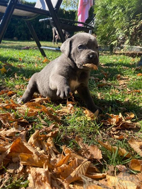 Šteniatka Cane Corso