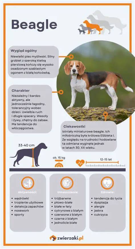 Infografika: Beagle - charakteristiky, potreby a adopčné kroky