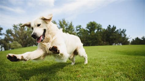 Pes skáče na gauč