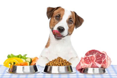 Pes dostáva maškrtu