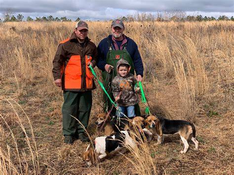 Infografika: Beagle field trials a lovecké využitie