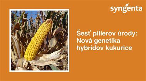 Infografika: Hlavné fázy technológie pestovania kukurice na zrno