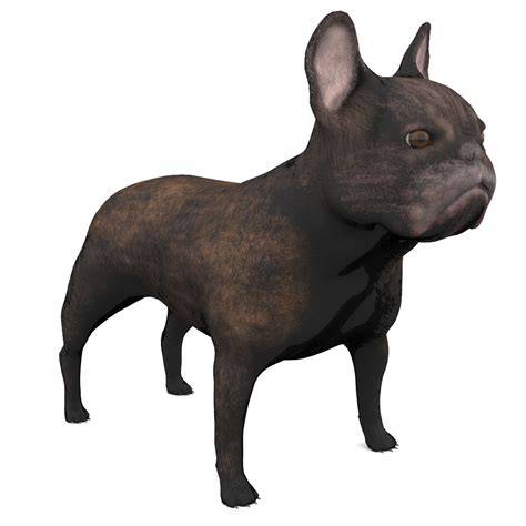 <tagimg>anglicky-buldog-exteriér.png