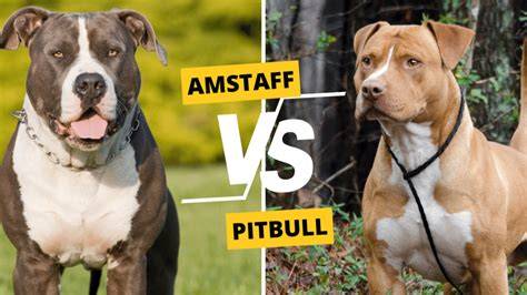 Infografika: Porovnanie AMSTAFF vs PITBULL
