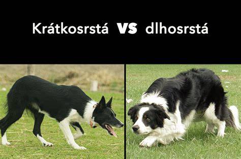 Border kólia vs Baset: vizuálne porovnanie