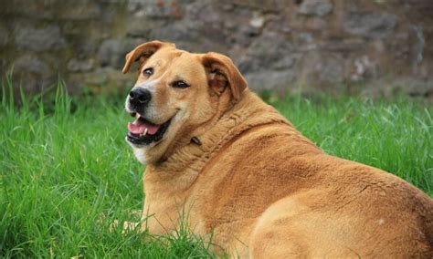 Pes s nadváhou a zdravý pes - porovnanie tvaru tela