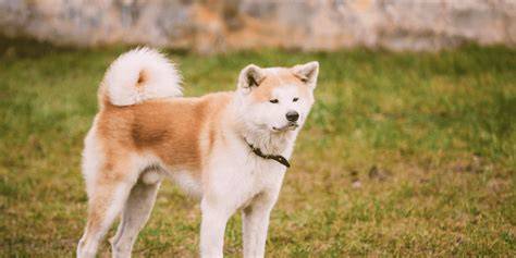 Akita Inu v sede - charakteristický stočený chvost a hustá srsť