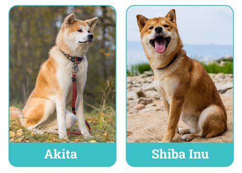 Snaha o vizuálnu pomôcku: porovnanie plemien Akita Inu a Shiba Inu