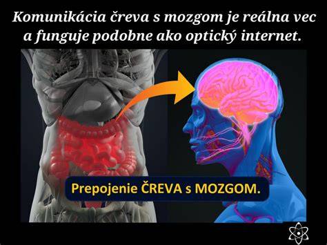 Infografika: Črevo-mozog spojitosť a neurotransmitery