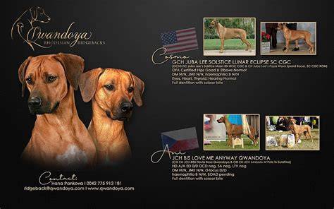 Ilustrácia Rhodeského Ridgebacka a Ridge na chrbte