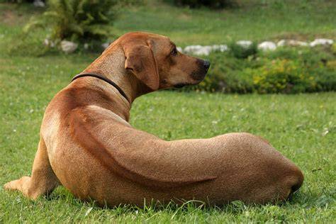 Rodézsky ridgeback s typickým ridge na chrbte a atletickým vzhľadom