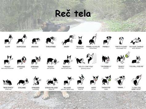 Diagram signálov reči tela psov pri vzájomnom kontakte