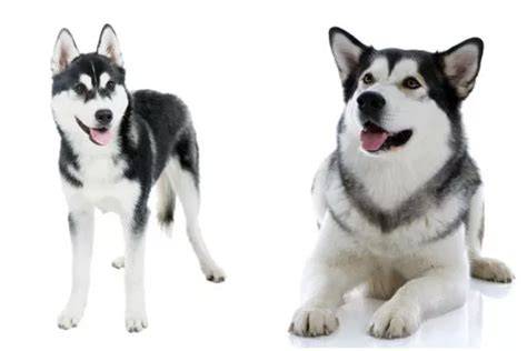 Infografika: Hlavné rozdiely medzi aljašským malamutom a sibírskym huskym