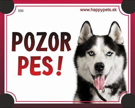 Tabuľka: Hlavné rozdiely malamuta a husky