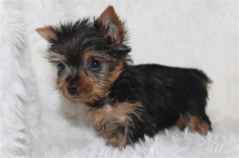 Šteňa Yorkshire teriéra