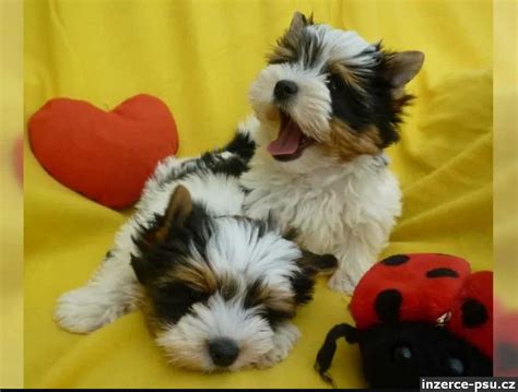 Šteňa Yorkshire teriéra s majiteľom