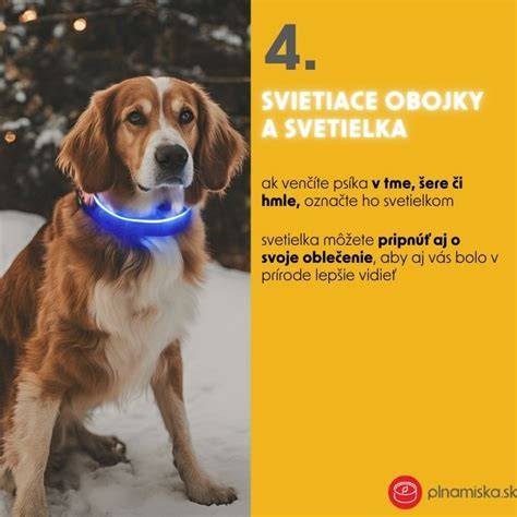 Infografika: Nočné venčenie staršieho psa - bezpečné praktiky