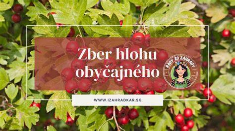 Infografika: Rozloženie plodov jarabiny a hlohu, možné krížence a ich využitie