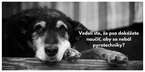 Ilustrácia psa, ktorý sa bojí ohňostroja