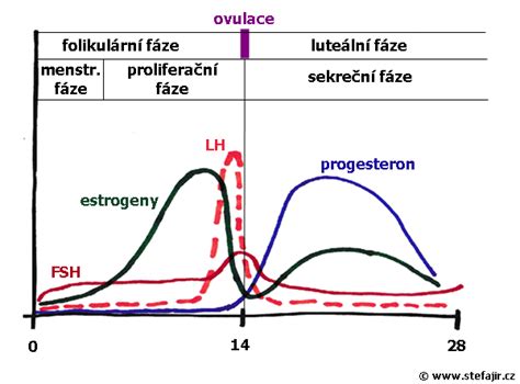 Graf hladiny progesterónu počas cyklu fenky