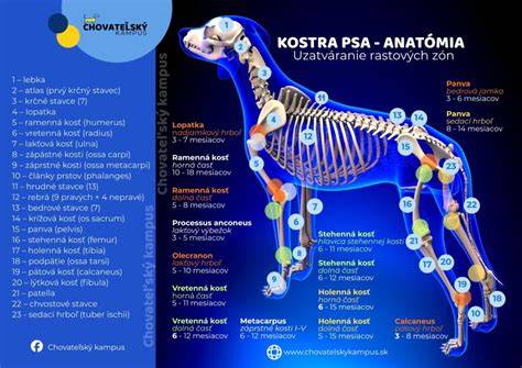 Infografika: Rast kostry psa a uzatváranie rastových platničiek