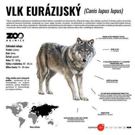 Infografika: Rozmery a druhy interaktívnych psíkov Hafíci