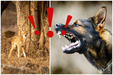 Pes a majiteľ v interakcii, kde majiteľ ukazuje pozitívne povely