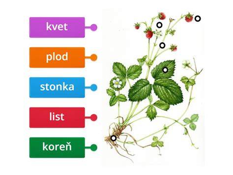 Schéma rozdielov medzi stavbou tela a osvalením plemien