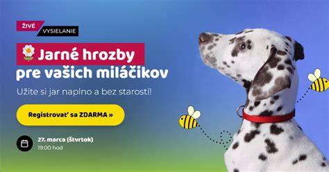 Infografika: Čo robiť pri zvracaní psa a ako rozpoznať vážne príznaky