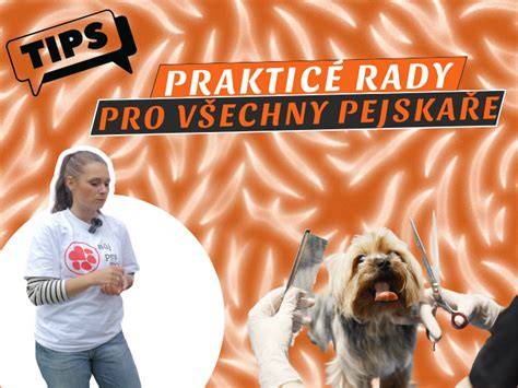 Karakteristické znaky rakúskeho pinča: telo, srsť a uši