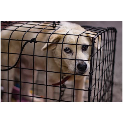 Vlk používajúci nástroj na otvorenie pasce