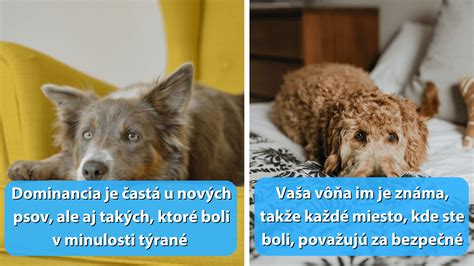 Pes prejavuje náklonnosť svojmu majiteľovi