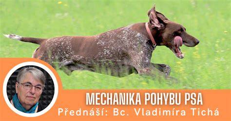 Diagram pravidiel pohybu psa v chránených oblastiach