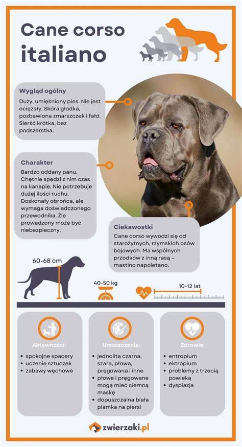 Infografika: Pozície rodokmeňov Cane Corso a ich význam