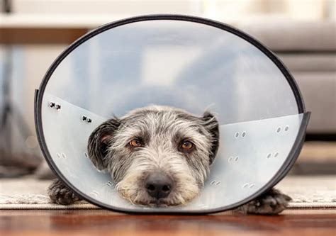 Rozdiel medzi kastráciou a sterilizáciou u psov