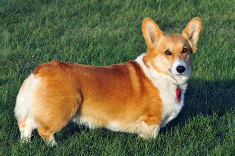 Welsh Corgi: charakteristika plemena