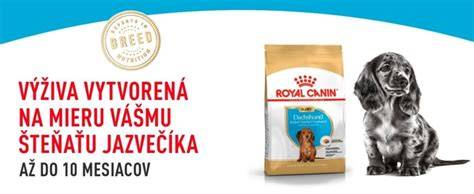 Schéma denného režimu pre šteňa jazvečíka: jedlo, spánok, socializácia, výcvik