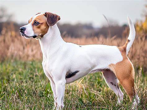 Fotografia typického stoju Jack Russell teriéra so zameraním na pomer výšky a hrudníka
