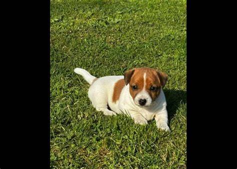 Schéma výcviku Jack Russell teriéra s dôrazom na pozitívnu motiváciu