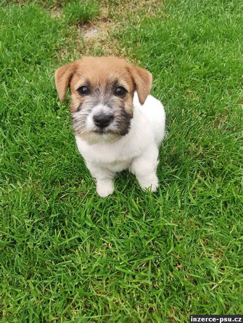Schéma výcviku Jack Russell teriéra s dôrazom na socializáciu a pravidlá
