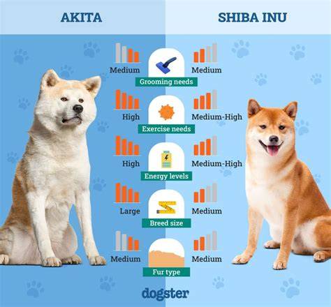 Infografika: Pôvod Akita Inu a hlavné míľniky v čase