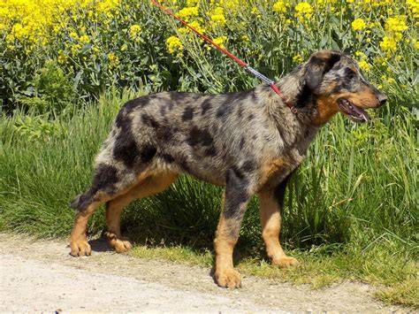 Beauceron - typický vzhľad, silná postava, vlčie pazúry a krátka srsť