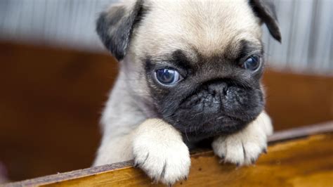 Obranné psie plemená