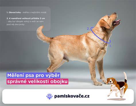Infografika: Ako vybrať správny obojok a vôdzku pre poľovné psy