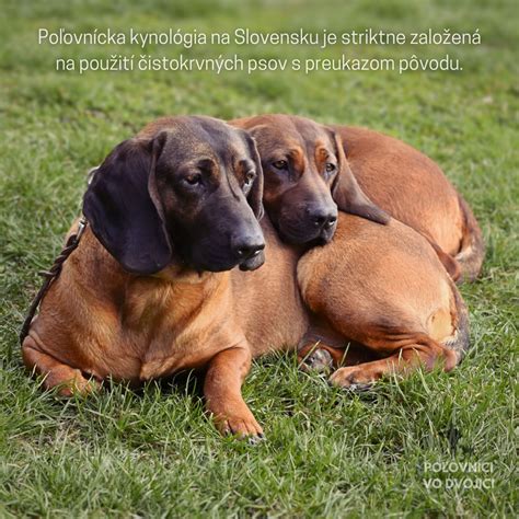 Skúšky poľovnej upotrebiteľnosti psov