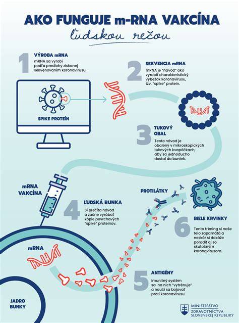 Infografika: Ako funguje vakcína a čo obsahuje (antigén, adjuvant, ukladanie do svalu)