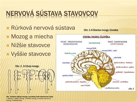 Porovnanie štruktúry ľudského a psieho mozgu