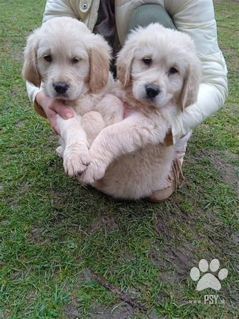 Ilustračná fotografia dvoch psov, labradorského retrívera a maltézáka