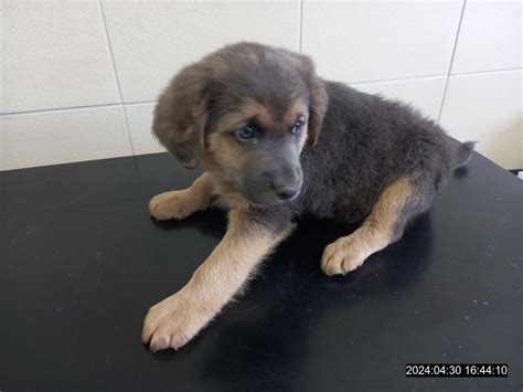 Šteniatko kríženca labradorského retrívera a maltézáka